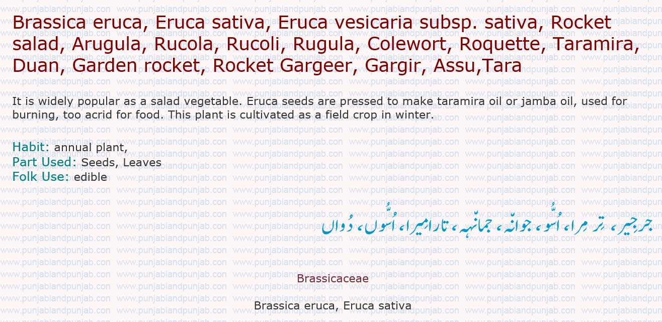 Brassica eruca, Eruca sativa, Eruca vesicaria subsp. sativa, Rocket salad, Arugula, Rucola, Rucoli, 

Rugula, Colewort, Roquette, Taramira, Duan, Garden rocket, Rocket 

Gargeer, Gargir, Assu,Tara